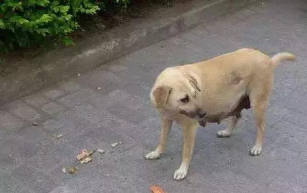 狗子被主人吓尿怎么办,狗子偷吃猪手被发现