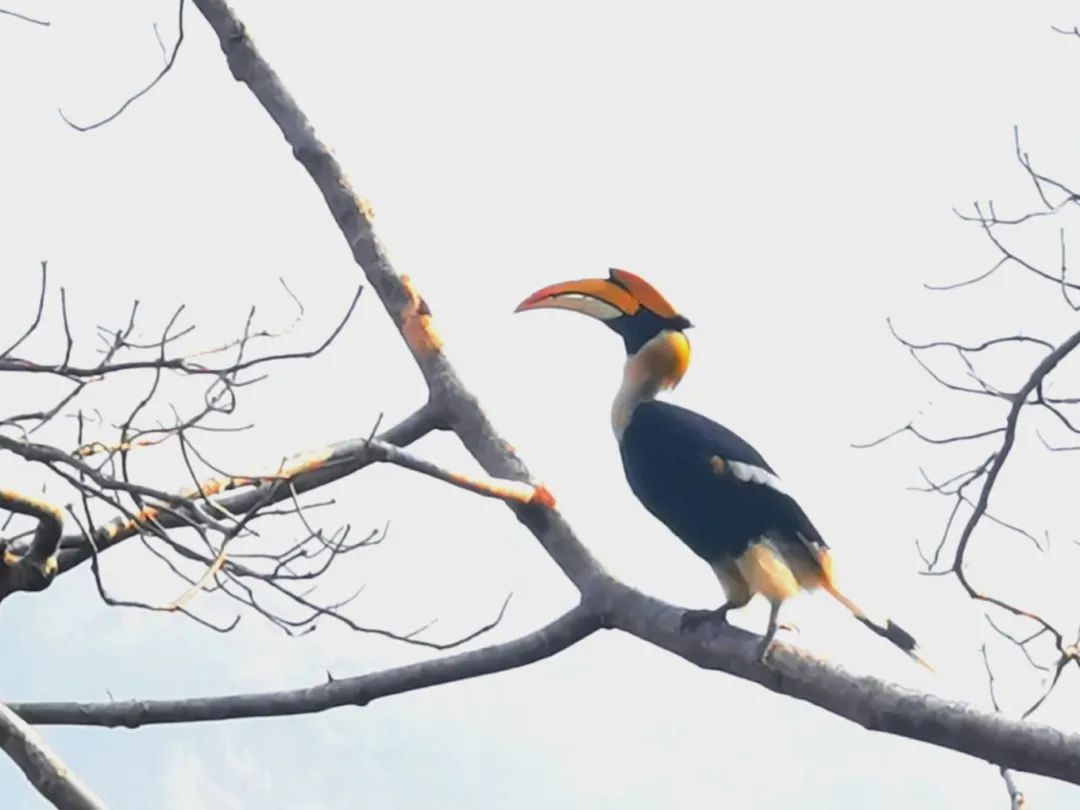 非战斗人员请快速撤离现场原创,非战斗人员请尽快撤离音频