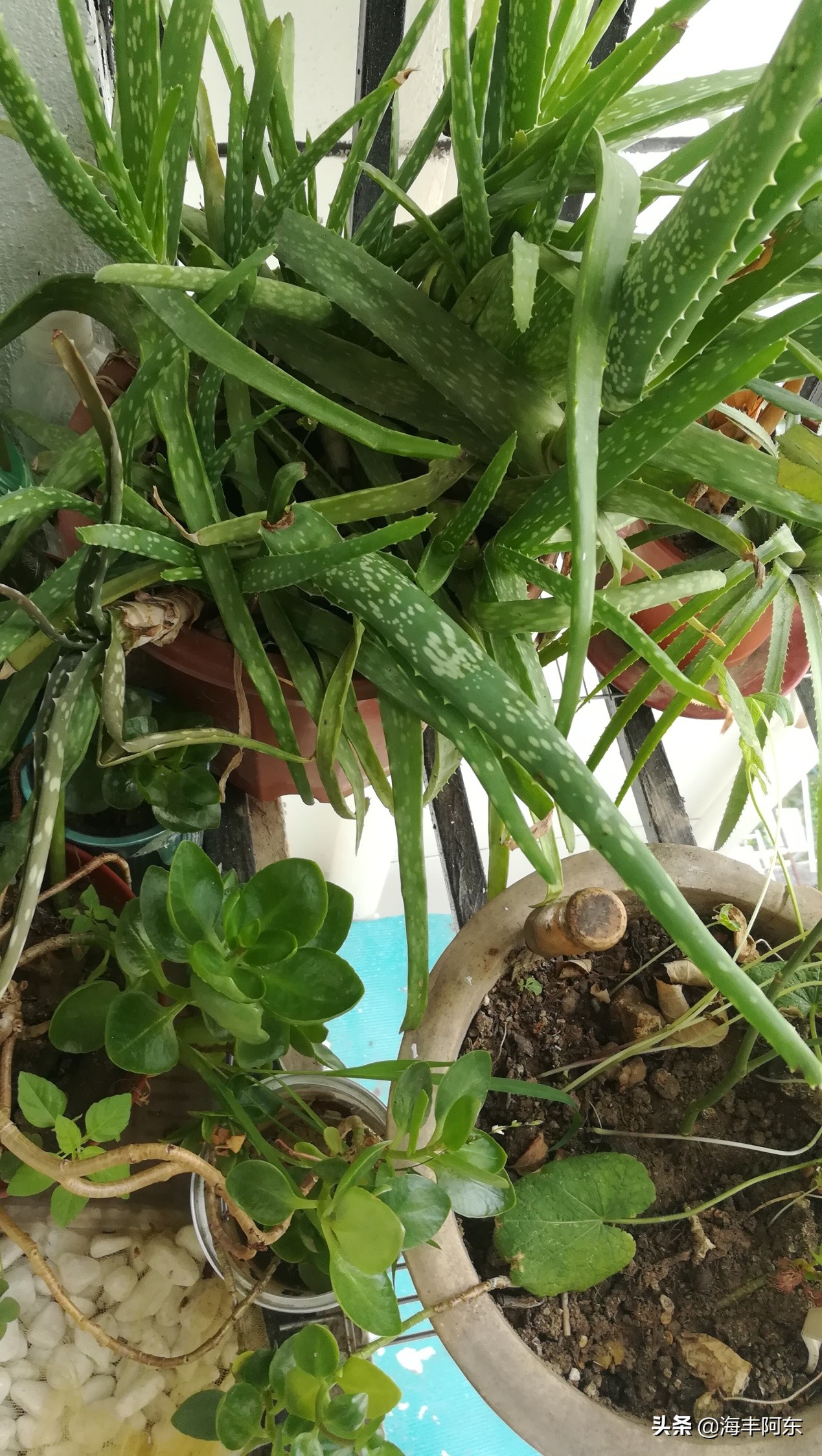 养鱼花鲢死亡,阿东养鱼视频完整版