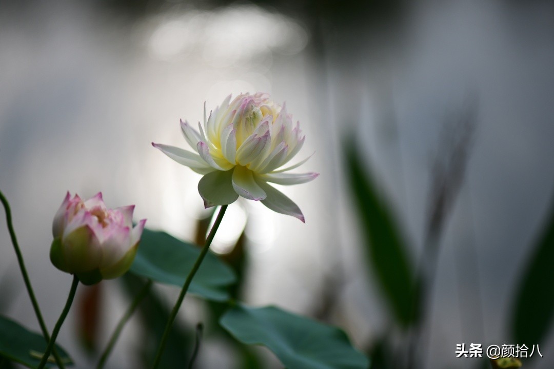 碗莲种藕生长到开花全过程,碗莲种植方法和时间图片