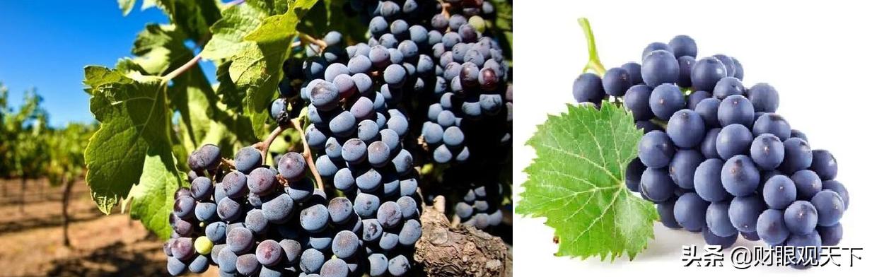 不能错过的*疆新**水果（五）