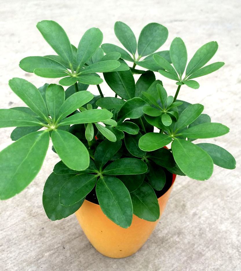 鸭掌木怎么养才开花,不会养花的人养什么绿植好