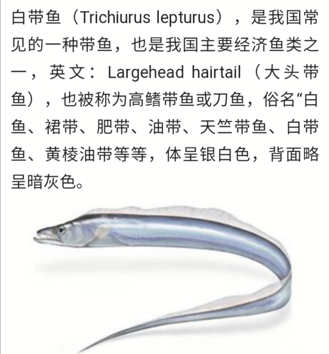 大连刀鱼几月份的最好,大连刀鱼常识大全