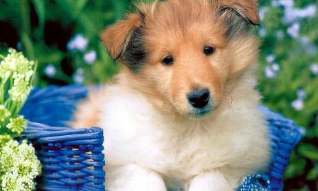 除犬瘟、细小以外，对狗来说第3大疾病—冠状病毒，一文为你解析