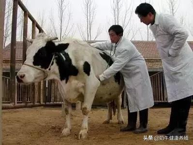 奶牛场的管理运营,奶牛牧场养殖管理办法