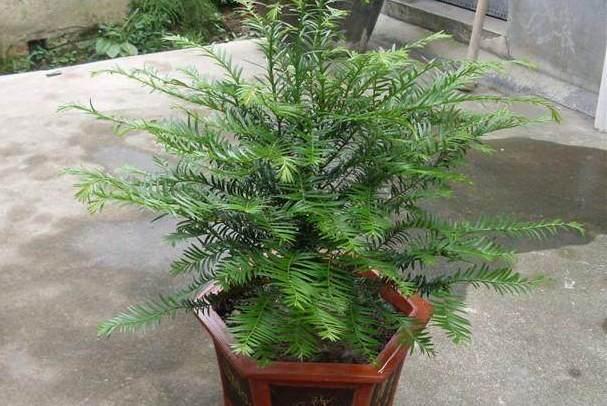 常绿植物盆栽好养,什么盆栽喜阴绿植好养