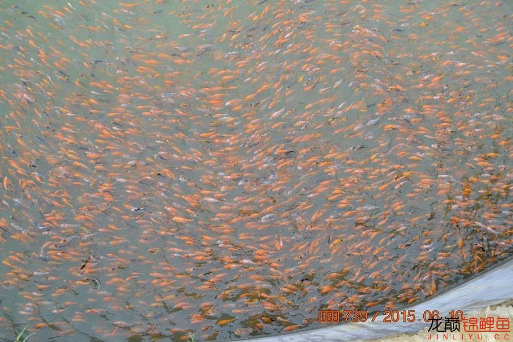 锦鲤苗成长,日本锦鲤水花苗成长