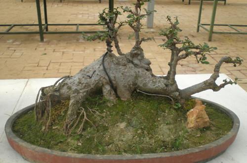 家里最好用的小盆景,家中易养的树形盆景