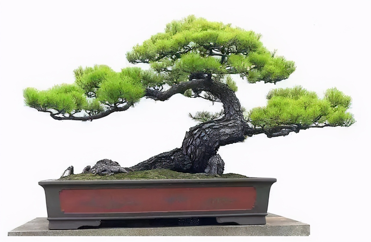 树木盆景养护包含六个方面的工作,盆景树如何照顾