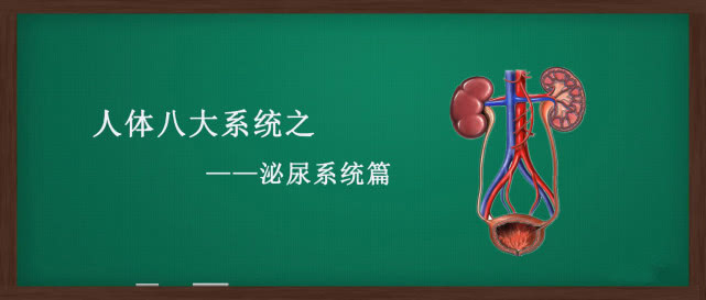 人体八大系统主要功能和病变,人体泌尿系统的组成全解