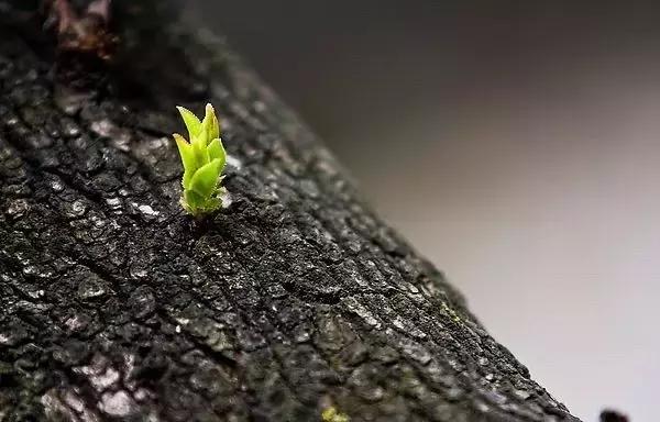 造型极美的盆景一起来欣赏,一组风吹出来的盆景欣赏动感十足