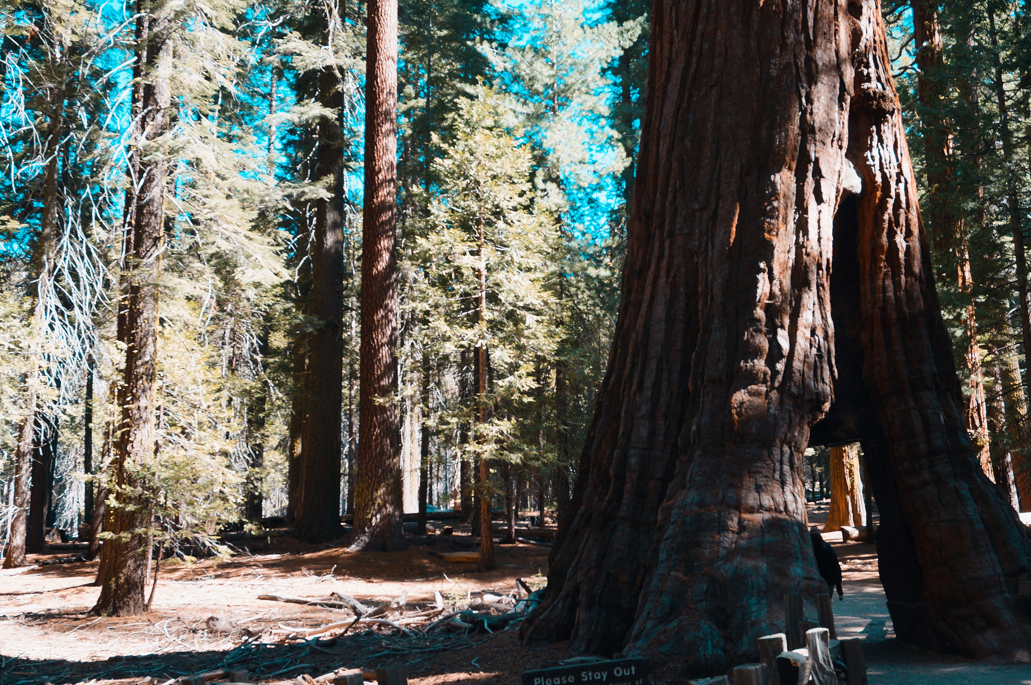 美国优胜美地国家森林公园风光,上帝的伊甸园伊犁