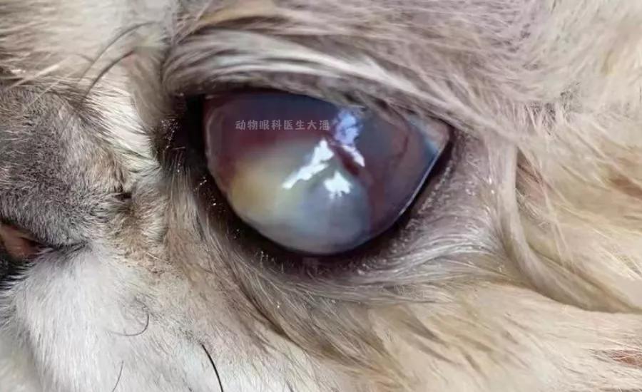 猫咪眼睛化脓怎么回事,猫咪角膜穿孔没钱做手术咋办