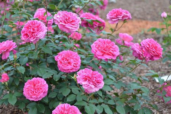 艾弗的玫瑰月季,艾弗的玫瑰月季红色