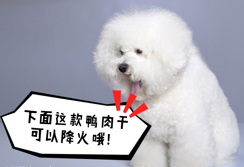 比熊犬有泪痕用什么泪痕液好使,解决比熊犬泪痕送你8个小妙招