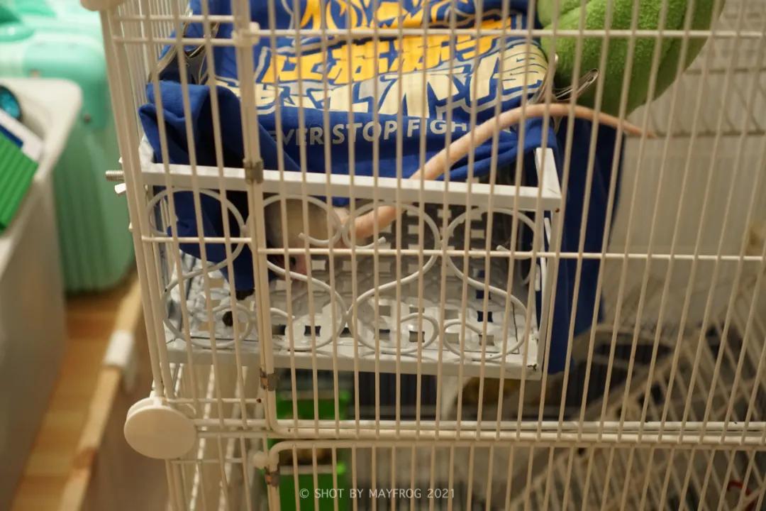 「清明特辑」零首付！月供2块2！江苏队的头七日我尽了绵薄之力