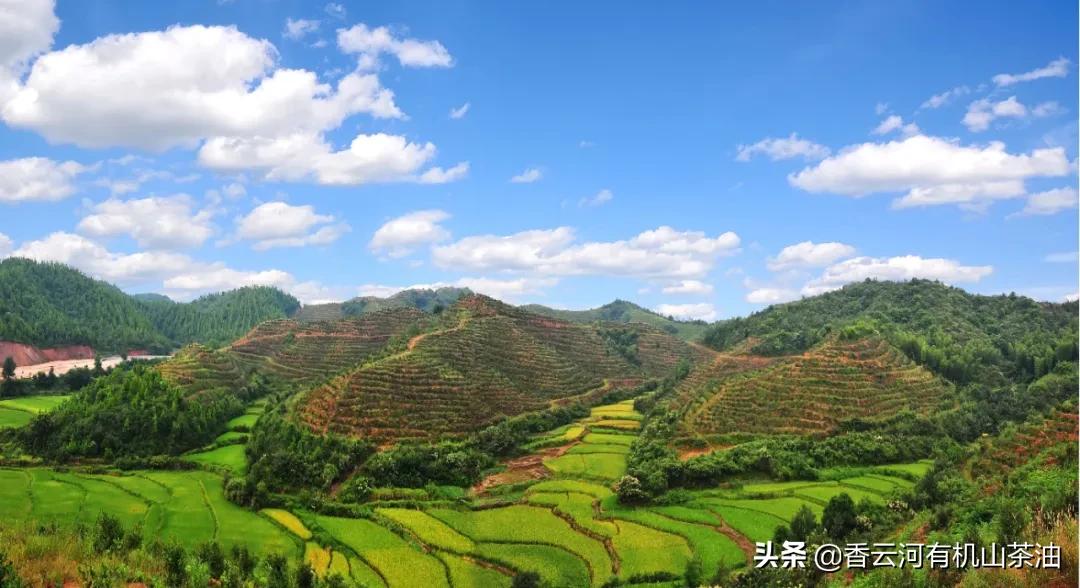 吃茶油，是一种信仰