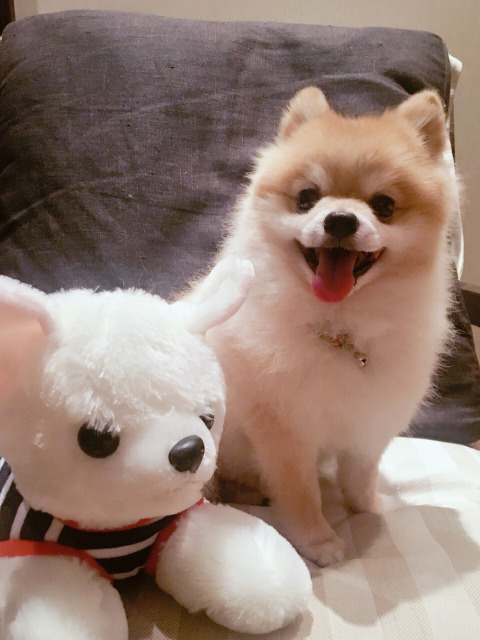 狗狗的性格特点有哪些类型,狗狗的5大性格类型