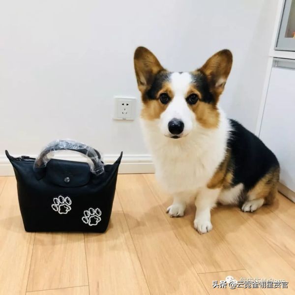 好看又大的宠物包,超好看的宠物包