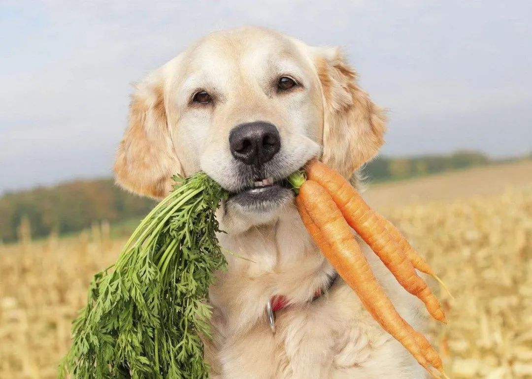 盘点那些老人养的巨型狗,8-10年寿命的狗狗