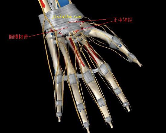 腕管综合征用什么办法诊断,腕管综合征鉴别诊断图片