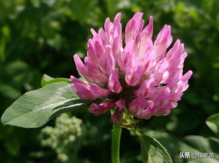 白三叶和红三叶草的区别,白三叶草坪种子