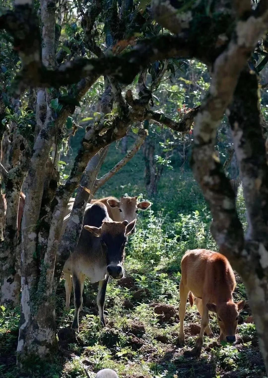 景迈普洱茶性价比,景迈纯古木流芳