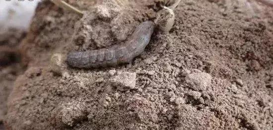 现在杀灭地下害虫的有效药剂有,杀灭地下害虫这里有10种绝招