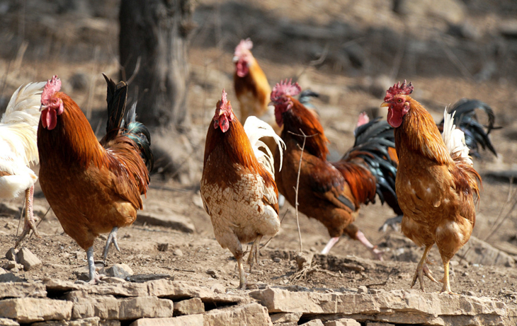 特种养鸡的技术和方法,养鸡的技术和方法立竿见影