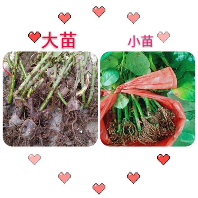 怎么种玫瑰花一年四季都有开花,玫瑰花怎么种可以一年四季都有