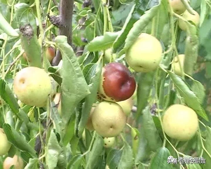 田园农场生态农业发展,许昌果牧香家庭农场