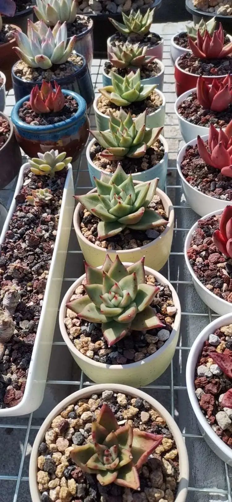 养多肉植物修身养性,多肉的习性和日常养护方法