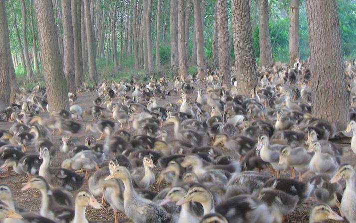 鸭养殖有什么疾病预防,鸭病防治知识及方法