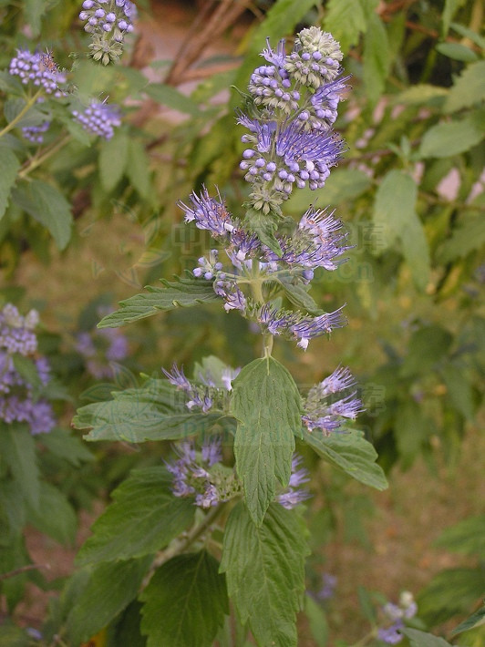 山薄荷，见过吗？能疏风清热，利咽止咳