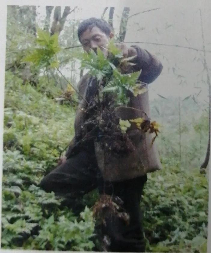 苦到极致的黄连,苦黄连的药用价值