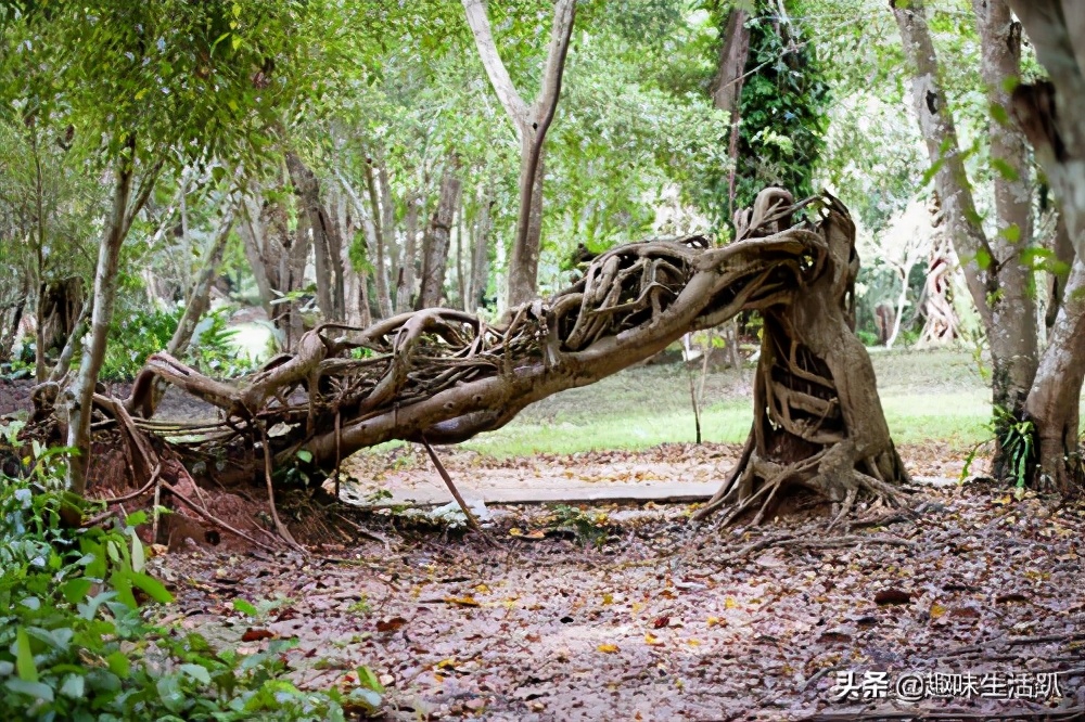 从物种起源到生物多样性,从起源到分类