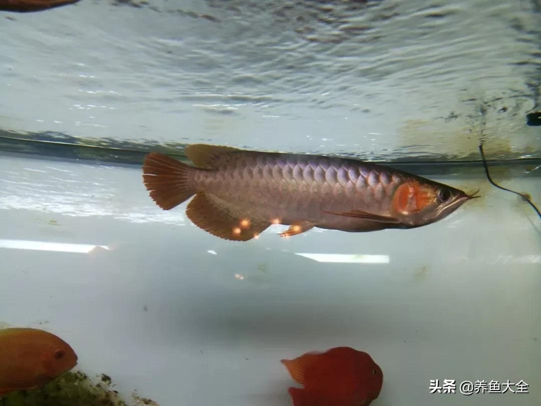 为什么龙鱼鳞片会被灯光烤黑,龙鱼混养红龙发色