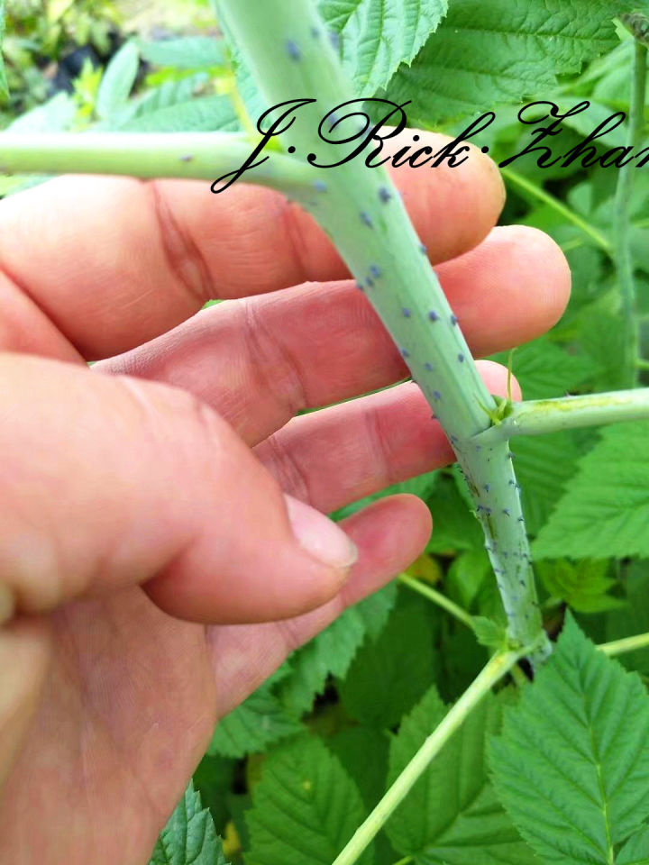 如何种野生树莓,树莓果的种子怎么种植