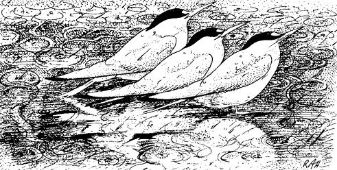 又要下雨了小鸟怎么办,雨这么大该怎么走