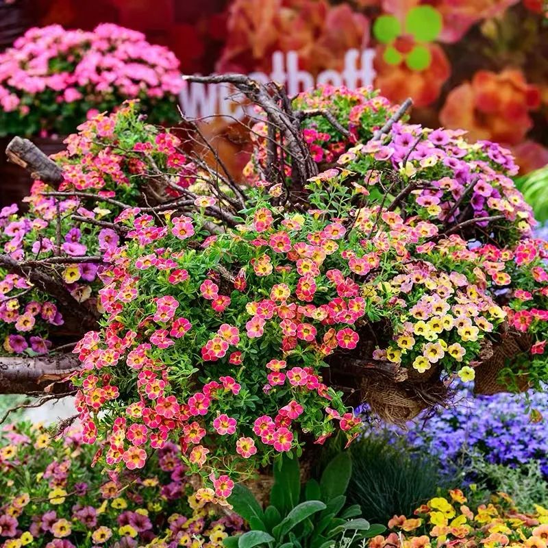 5种花超好养漂亮上档次,这5种花适合春天养