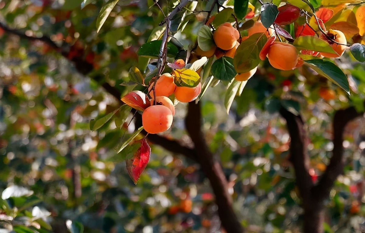北京所有小学排名一览表,北京30所小学排名一览表