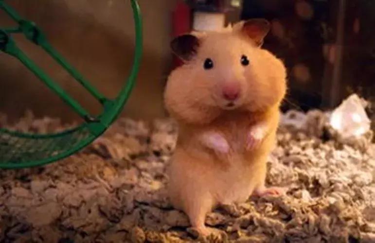 仓鼠怎么分辨一线和三线,三线仓鼠大战一线仓鼠