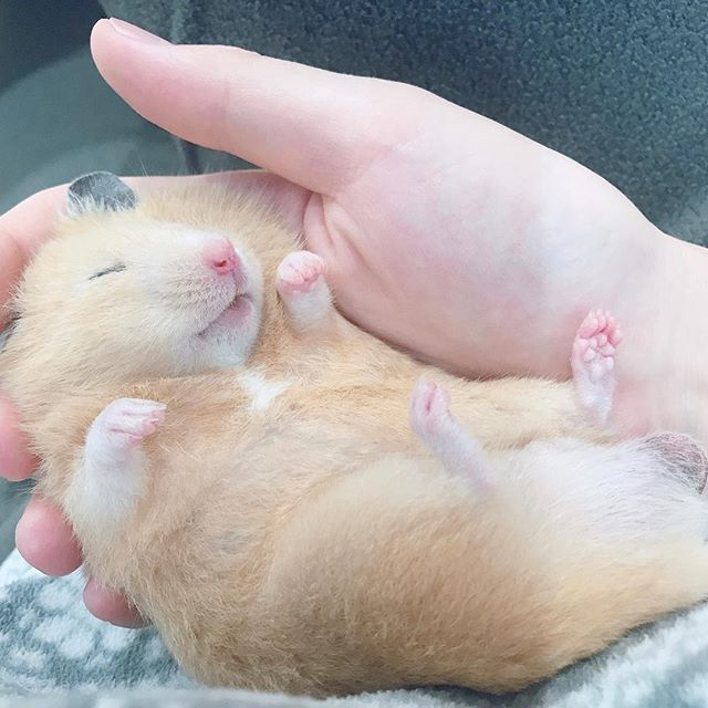 仓鼠玩累了倒头就睡，为确保鼠鼠睡眠充足，还请饲主“手下留情”