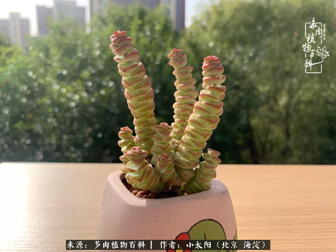 来自多肉的顽强生命力,与多肉朝夕相伴的美好时光