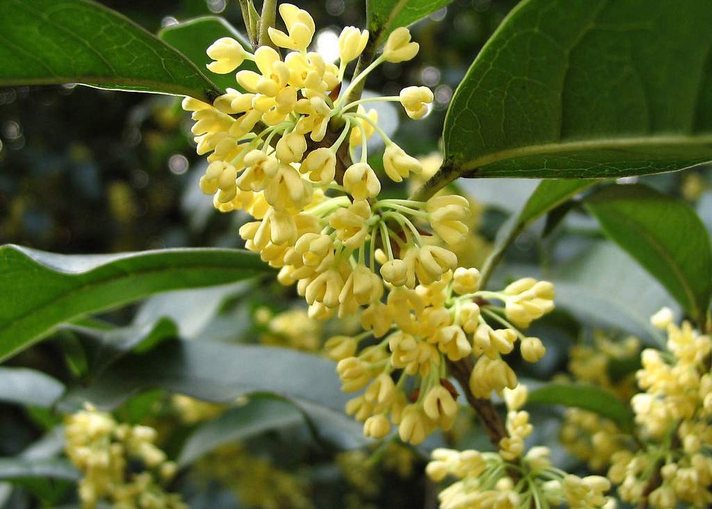 养花也要经历九九八十一难,养花的苦恼有哪些