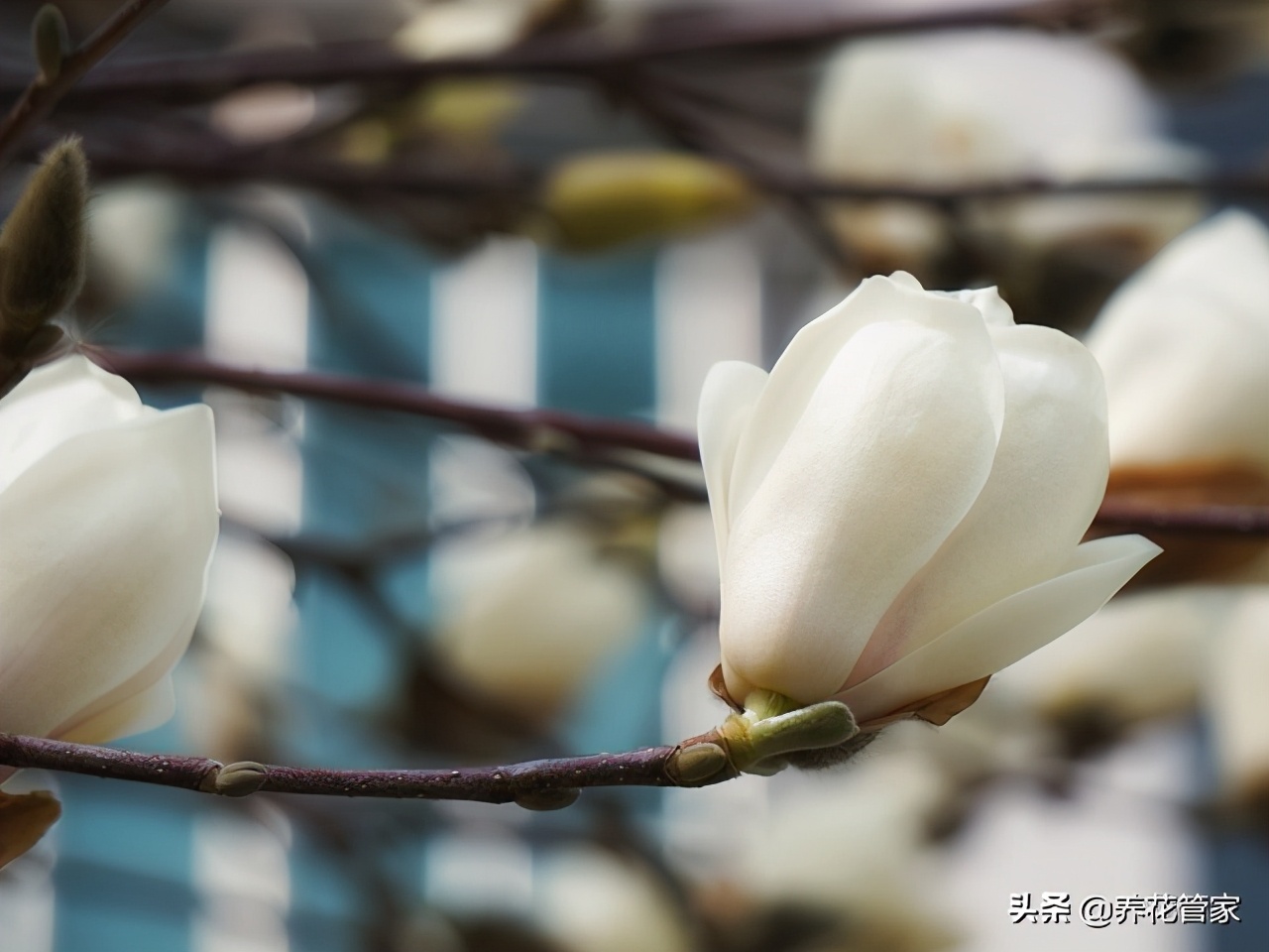 人间二月天歌曲,人间最美二月天图片