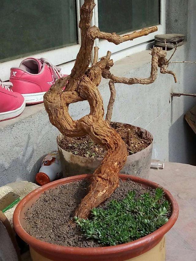 盆景梅花老桩怎么上盆,无花果老桩上盆多久发新芽