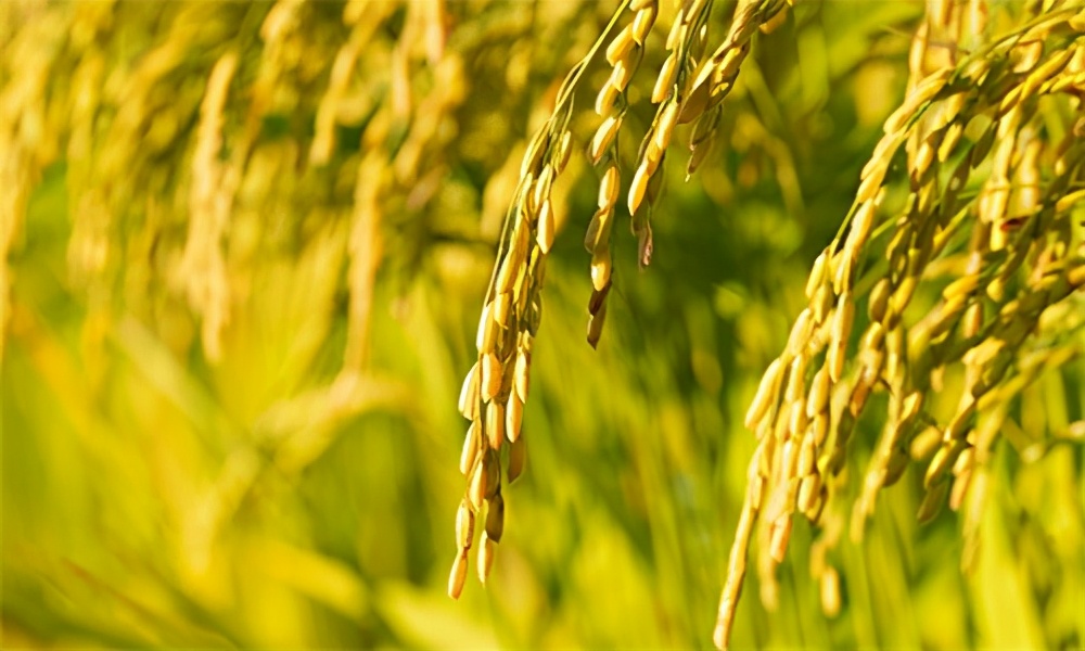 开一家粮油店进货渠道哪里找,开粮油店需要办理哪些手续