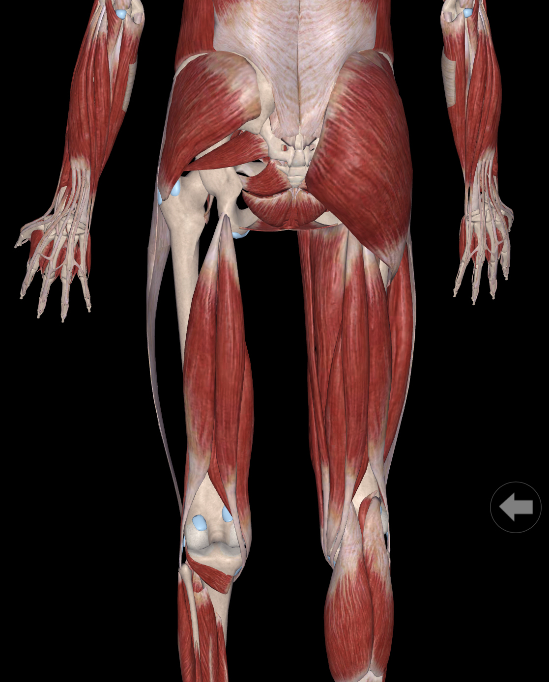 练习前屈屁股酸咋回事,站立前屈屁股疼还能练吗