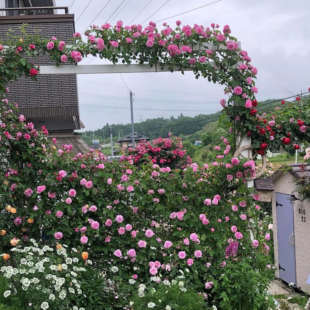 太毒了！“别人家”的月季花园，美到让人窒息